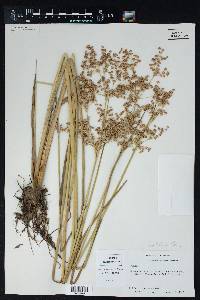 Juncus nodatus image