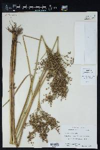 Juncus nodatus image