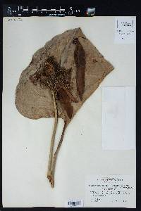 Philodendron fragrantissimum image