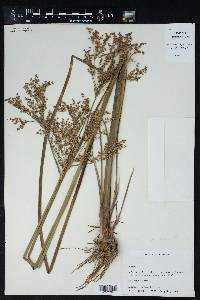 Juncus nodatus image