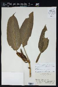 Philodendron schottii subsp. talamancae image