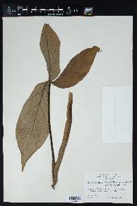 Philodendron tripartitum image