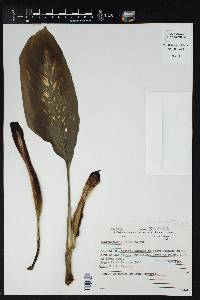 Dieffenbachia picta image