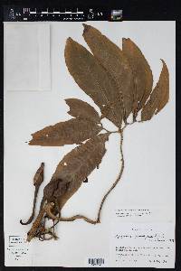 Syngonium angustatum image