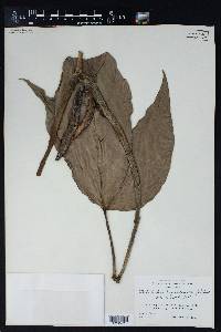 Philodendron tripartitum image