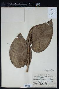 Monstera tuberculata var. tuberculata image