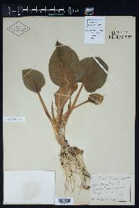 Calla palustris image