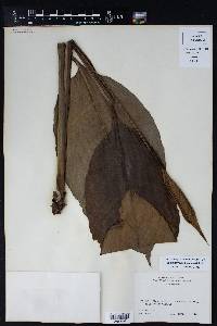 Spathiphyllum blandum image