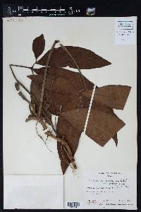 Syngonium podophyllum var. podophyllum image