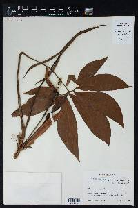 Syngonium angustatum image