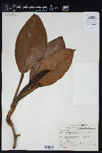 Philodendron guttiferum image