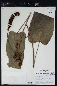 Anthurium subcordatum image