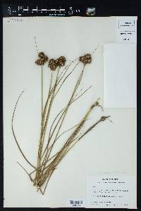 Juncus scirpoides image