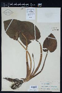 Calla palustris image