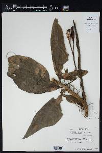 Syngonium podophyllum var. podophyllum image