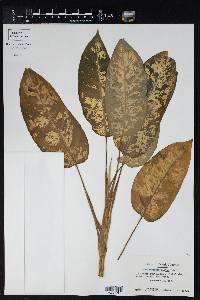 Dieffenbachia picta image