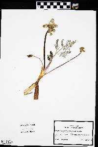 Lomatium foeniculaceum image