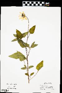 Helianthus petiolaris image