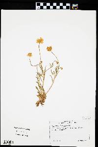 Tetraneuris linearifolia var. linearifolia image