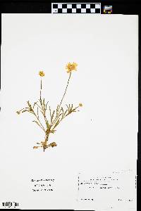 Tetraneuris linearifolia image