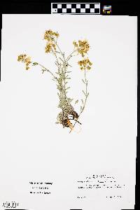 Physaria ovalifolia subsp. alba image