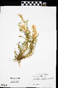 Astragalus latifolius image
