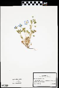 Nemophila phacelioides image