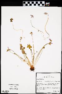 Oxalis violacea image