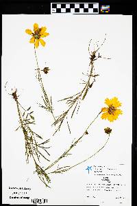 Coreopsis pubescens image