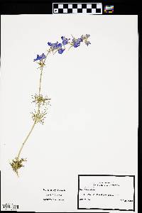 Delphinium ajacis image