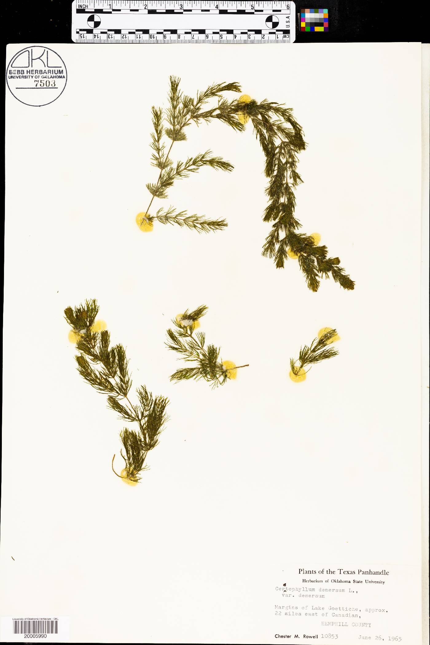 Ceratophyllum demersum var. demersum image