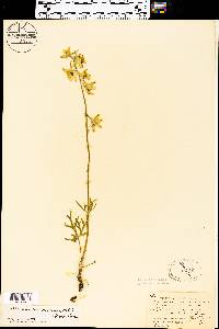 Delphinium carolinianum subsp. virescens image