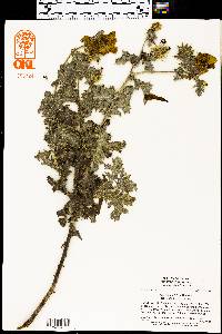 Argemone albiflora subsp. texana image