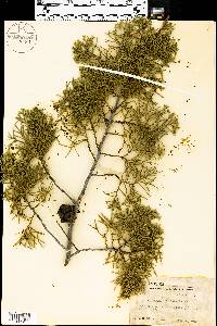 Cupressus arizonica image