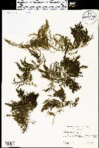 Ceratophyllum demersum image