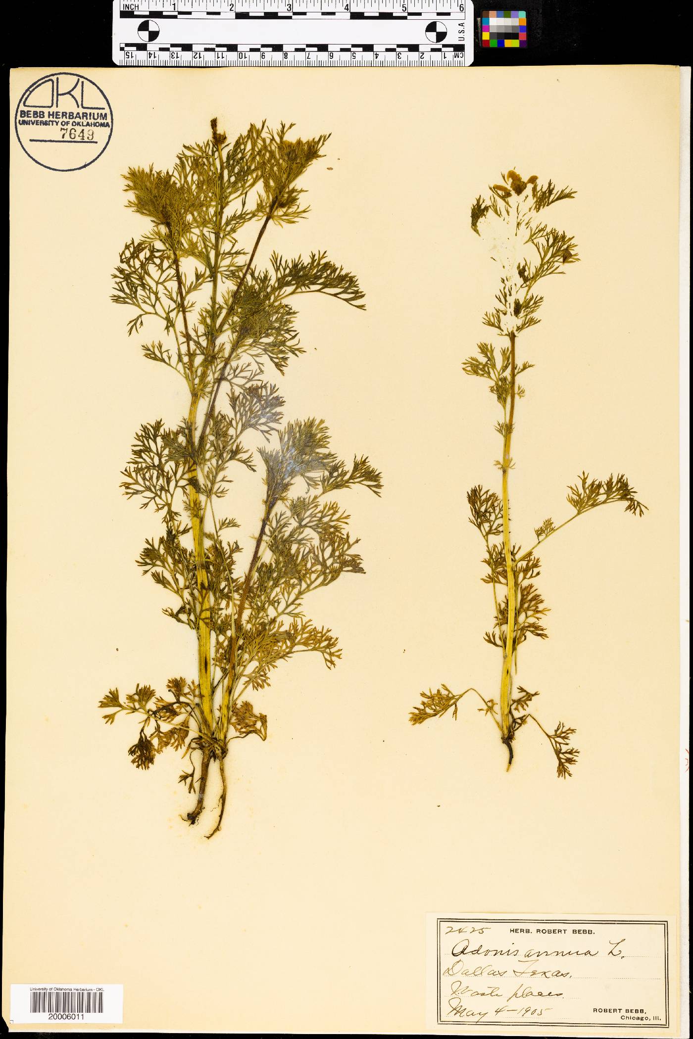 Adonis annua image