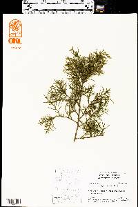 Juniperus ashei image