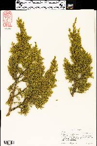 Juniperus pinchotii image