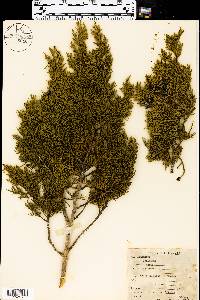 Juniperus ashei image