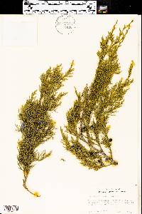 Juniperus pinchotii image