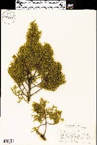 Juniperus pinchotii image