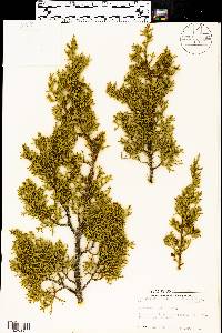 Juniperus pinchotii image