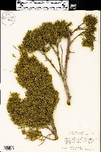 Juniperus pinchotii image