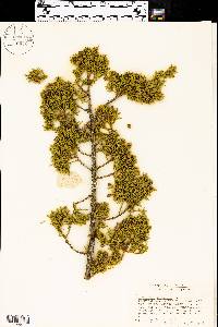 Juniperus pinchotii image