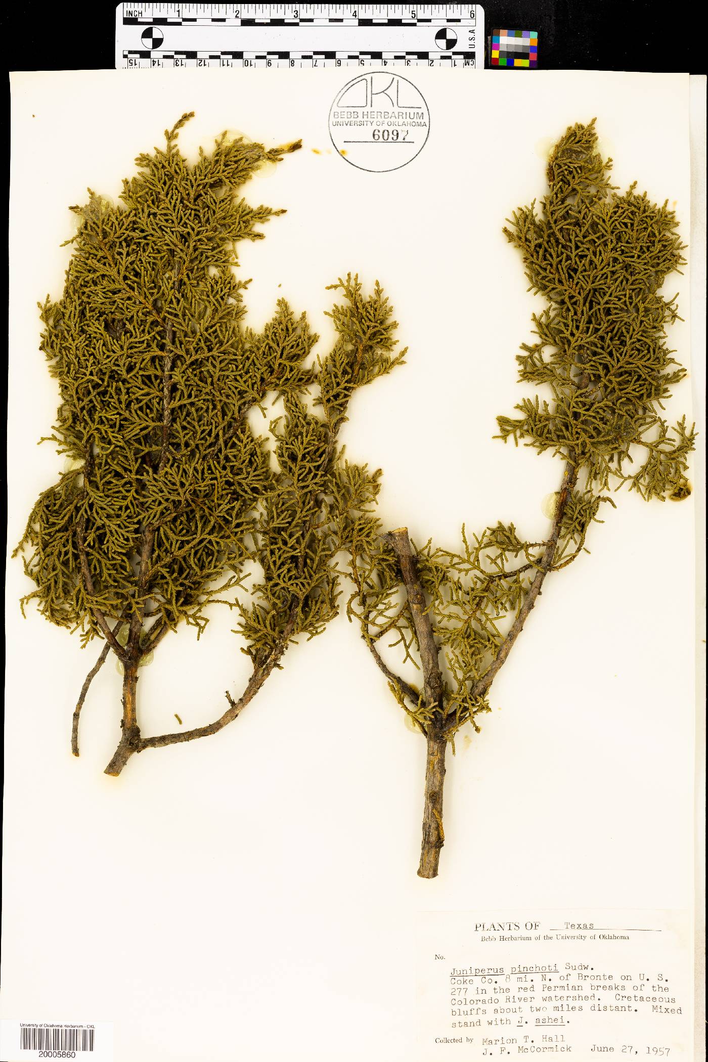 Juniperus pinchotii image