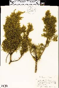 Juniperus pinchotii image