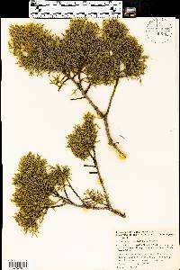 Juniperus pinchotii image