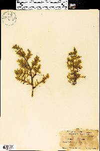 Juniperus pinchotii image