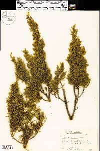 Juniperus pinchotii image