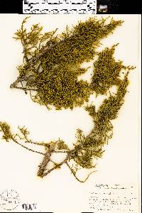 Juniperus pinchotii image